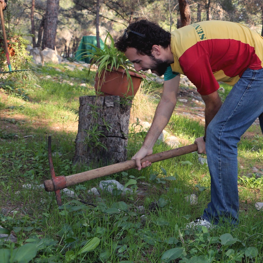 Of Pines and Olives